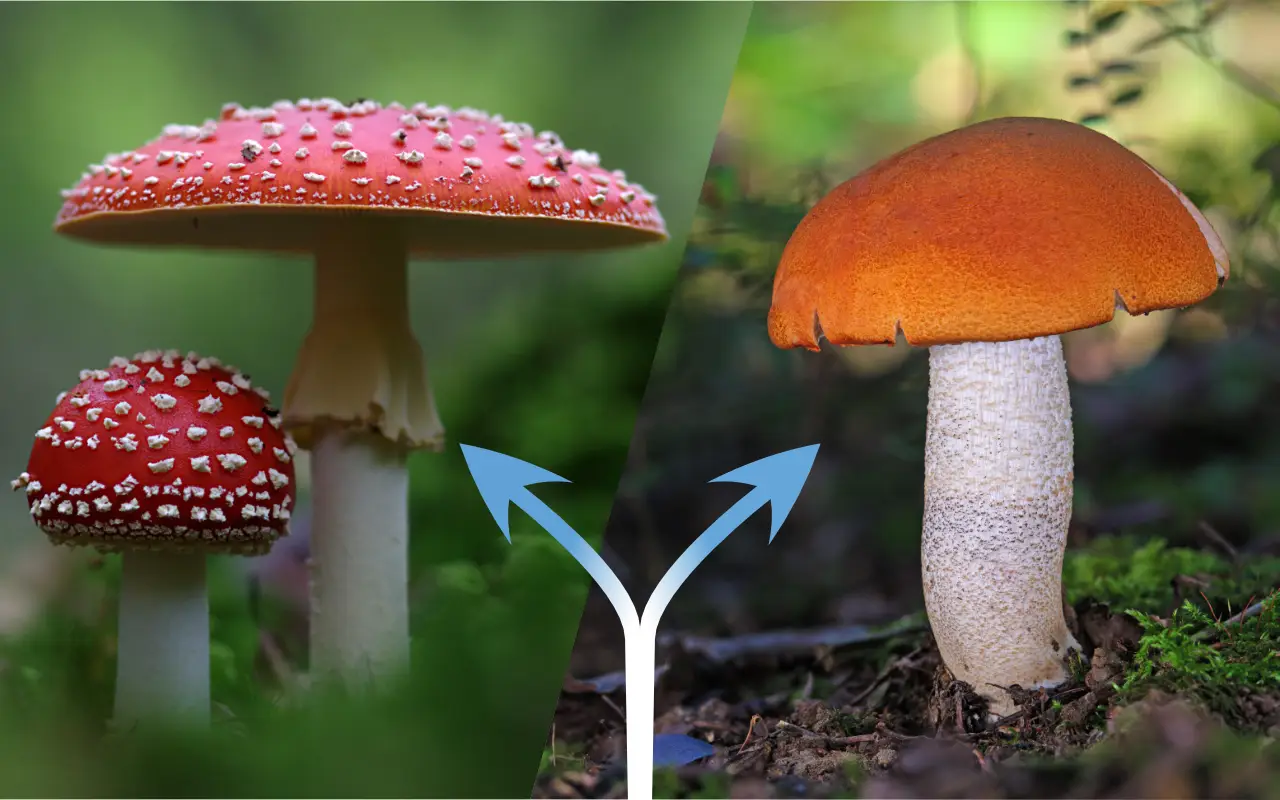 Quel champignon choisir ? NOBOOK